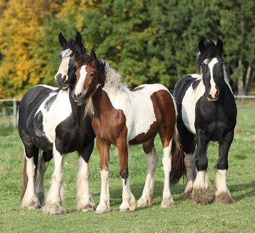 Image of the horses at Gypsy Gold Horse Farm near Marion Oaks, FL